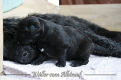 CWoche_3-18