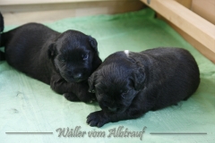CWoche_3-20