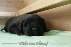 CWoche_3-21