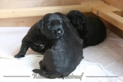 CWoche_3-24