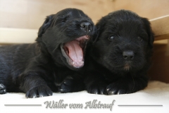 CWoche_3-27