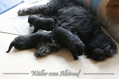 CWoche_3-35
