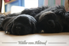 CWoche_3-37