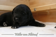 CWoche_3-6