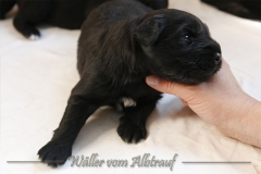 CWoche_3-8