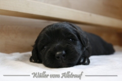 CWoche_3-9