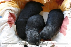 CWoche_3