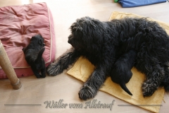 C-Wurf Woche 4