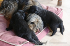 CWoche_4-14