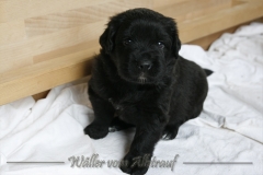 CWoche_4-17