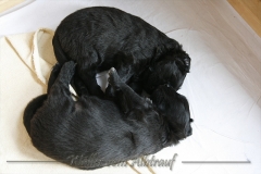 CWoche_4-3