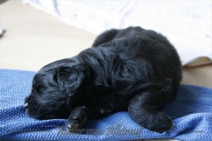 CWoche_4-6