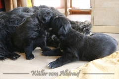 CWoche_4-9