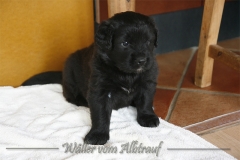 C-Wurf Woche 5