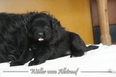 CWoche_5-11