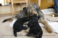 CWoche_5-12