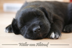 CWoche_5-15