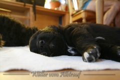 CWoche_5-17