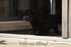 C-Wurf Woche 6