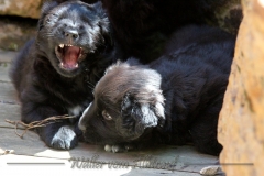 CWoche_6-10