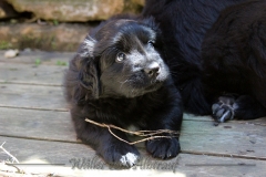 CWoche_6-11