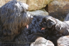 CWoche_6-13
