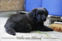 CWoche_6-20