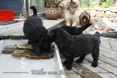 CWoche_6-22