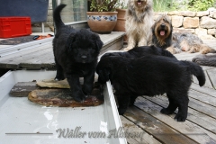 CWoche_6-23