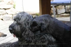CWoche_6-25