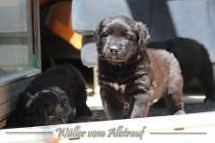 CWoche_6-5