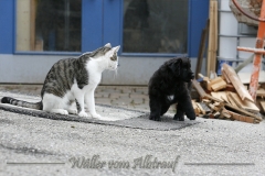 CWoche_7-19