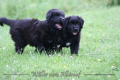 CWoche_7-29