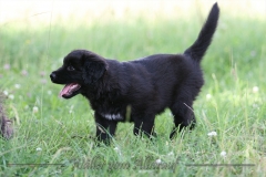 CWoche_7-37