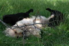 CWoche_7-38