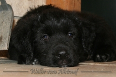 CWoche_8-11