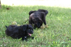 CWoche_8-13