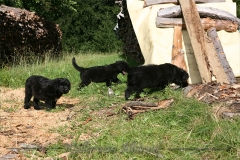 CWoche_8-20