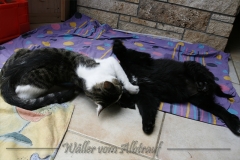 CWoche_8-23-Henry