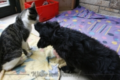 CWoche_8-23-Henry1