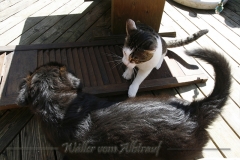 CWoche_8-23-Henry10