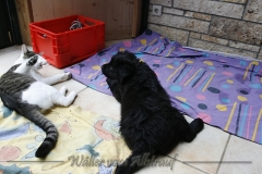 CWoche_8-23-Henry3