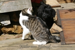 CWoche_8-23-Henry8