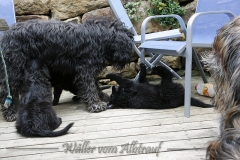 CWoche_8-29