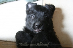 CWoche_8-6