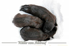 D-Wurf-Woche-1-Bild-10