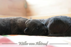 D-Wurf-Woche-1-Bild-11