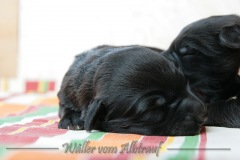 D-Wurf-Woche-1-Bild-12