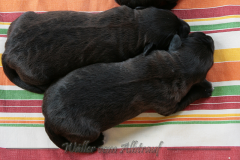 D-Wurf-Woche-1-Bild-13