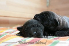 D-Wurf-Woche-1-Bild-14